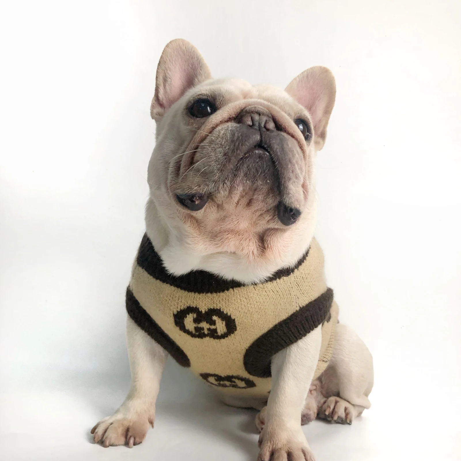 Pawcci Large Monogram Sweater on a dog