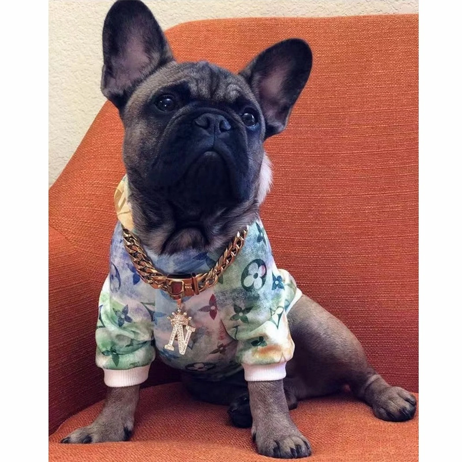 Chewy V Rainbow Monogram Hoodie on a dog