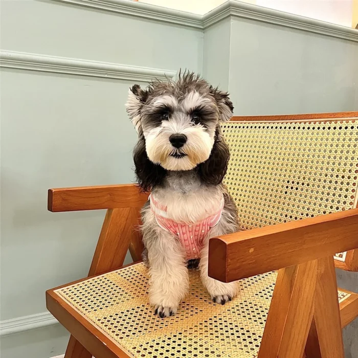 Chewnel Pink Sweater Vest on a dog