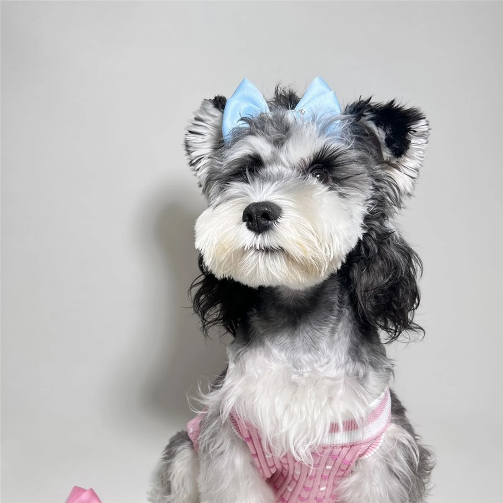 Chewnel Pink Sweater Vest on a dog