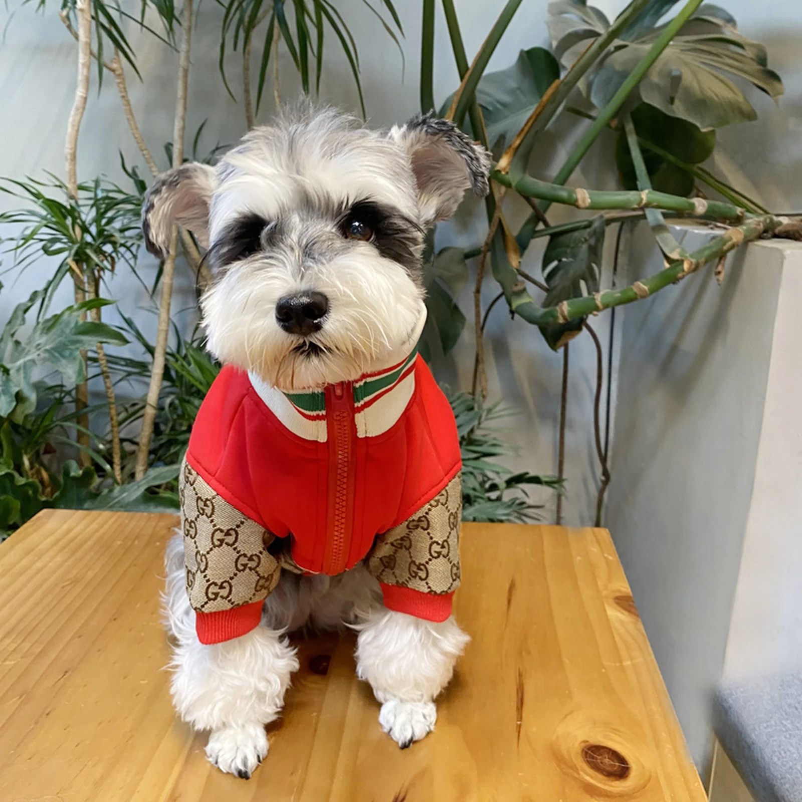 Pawcci Apple Patch Jacket on a dog front view