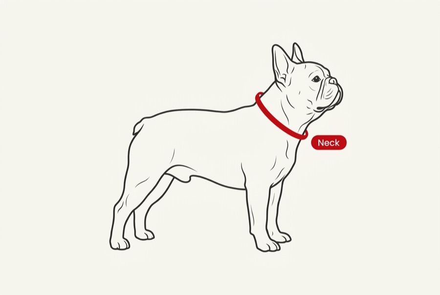 How to measure your dog