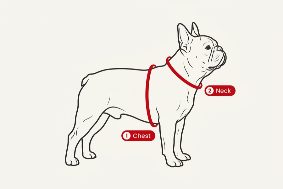 How to measure your dog